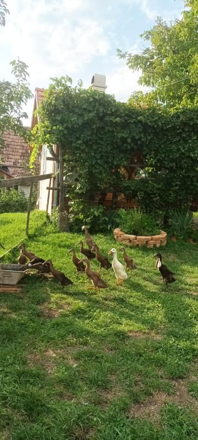 Miklos Lak Ocna de Sus Luaran gambar